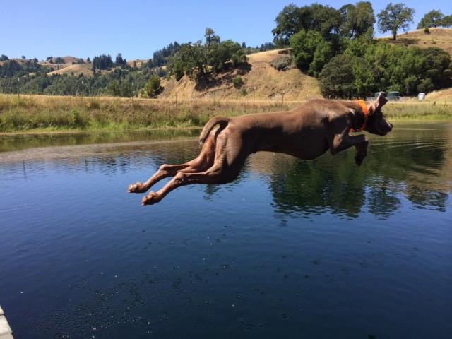 Arrow-dive (Medium)